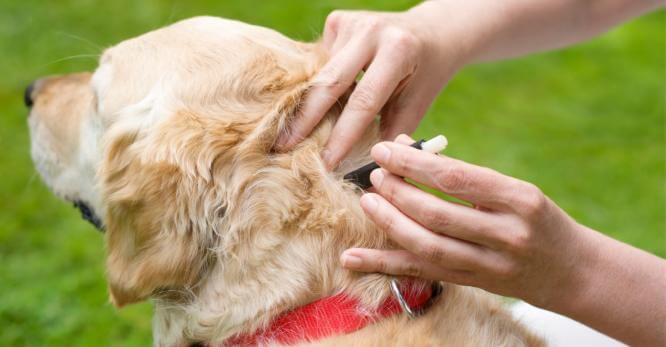 Клещи у собак: симптомы, средства борьбы и советы профессионалов