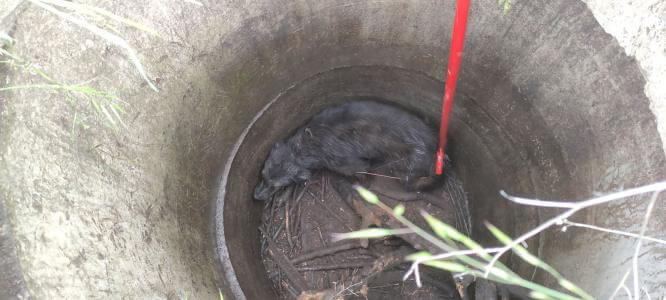 В Константиновке бойцы ДСНС изъяли собаку из канализационного люка