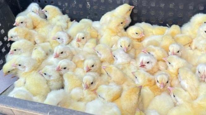 В Константиновке 90 домохозяйств получили гуманитарную помощь в виде цыплят