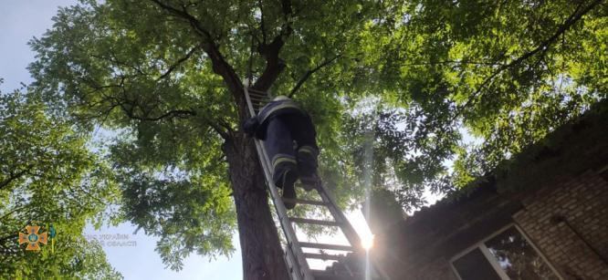 В Константиновке спасатели помогли спустить с дерева кошку