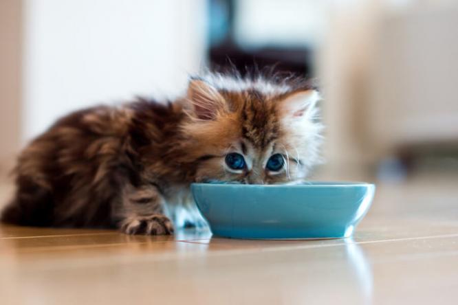 Кормить котят нужно только полезной едой