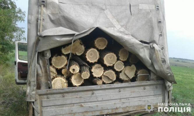 За незаконную вырубку леса жителям Константиновки грозит до 3-х лет тюрьмы