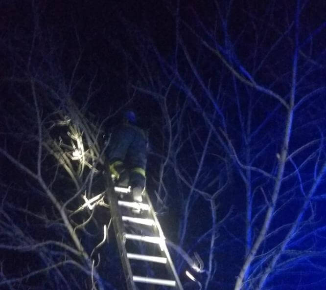 В Константиновке спасатели сняли кошку, застрявшую на дереве