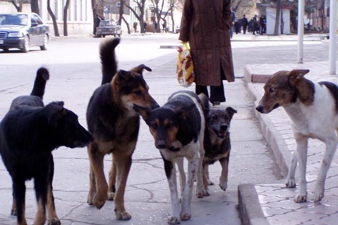 Бездомные собаки в Константиновке