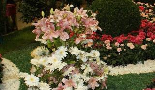 Почему стоит приобрести луковицы лилии