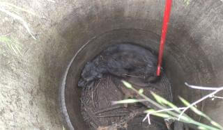 В Константиновке бойцы ДСНС изъяли собаку из канализационного люка