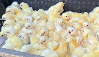 В Константиновке 90 домохозяйств получили гуманитарную помощь в виде цыплят