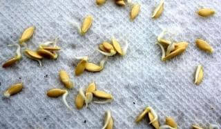 Как проращивать семена дыни Как проращивать семена дыни