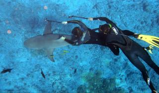 В чем разница между костюмами для дайвинга и для серфинга?