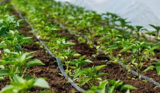 Почему капельный полив является максимально эффективным – агромагазин «Agrolavka.com.ua»