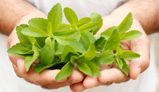 Листья стевии: польза и вред Листья стевии: польза и вред