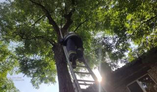 В Константиновке спасатели помогли спустить с дерева кошку