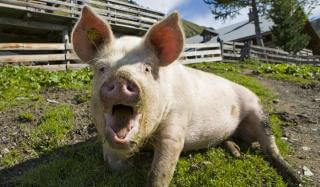 Африканская чума свиней