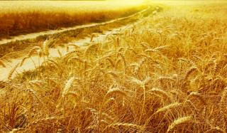 Сельское хозяйство Константиновки Сельское хозяйство Константиновки