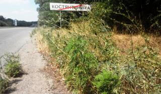 Амброзия в Константиновке Амброзия в Константиновке