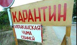 Африканская чума свиней