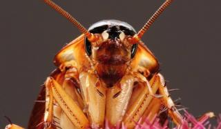 Быстрые и очень быстрые способы борьбы с тараканами Быстрые и очень быстрые способы борьбы с тараканами