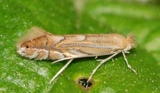 Картофельная моль Картофельная моль