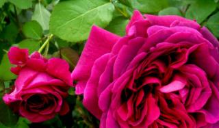 Розы в центре Константиновки