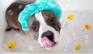 Купание собак зимой