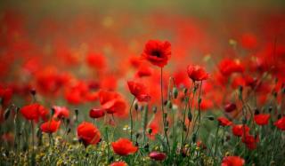 Донецкая область в годы Второй мировой войны Донецкая область в годы Второй мировой войны