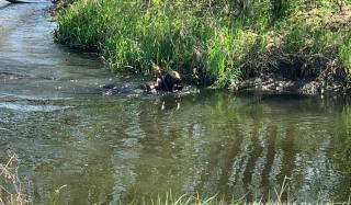 В Константиновке пенсионер застрелил вора и сбросил труп в реку