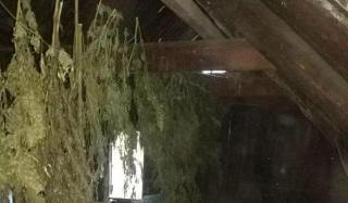 Житель Константиновки сушил на чердаке около 60 кг конопли Житель Константиновки сушил на чердаке около 60 кг конопли