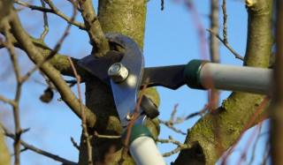 Цены на обрезку плодовых деревьев в Киевской области в 2023 году