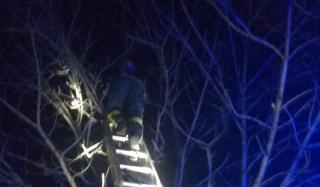 В Константиновке спасатели сняли кошку, застрявшую на дереве В Константиновке спасатели сняли кошку, застрявшую на дереве