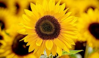 День памяти защитников Украины День памяти защитников Украины