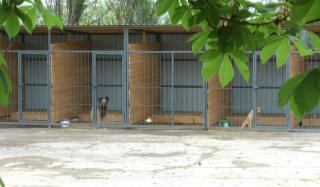 Приют для животных в Константиновке