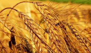 Пшеница Пшеница