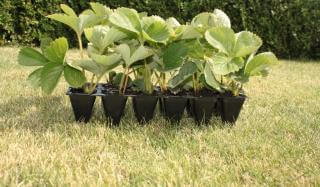 Как правильно посадить и вырастить клубнику Как правильно посадить и вырастить клубнику