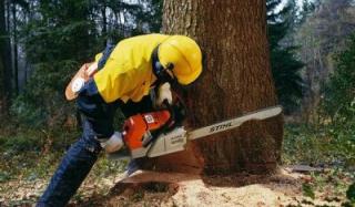 Выбираем цепную пилу: бензиновая или электрическая?