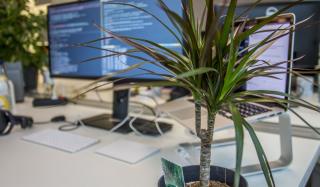 Комнатные цветы — какие выбрать и поставить возле ПК