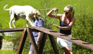 Выгул собак в Константиновке Выгул собак в Константиновке