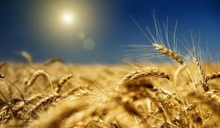 Зерно в Константиновке Зерно в Константиновке